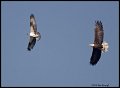 _2SB6060 bald eagle chasing osprey with fish